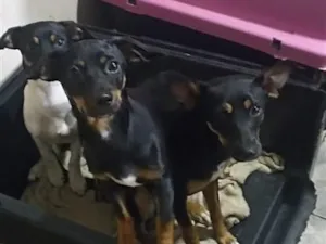 Cachorro raça Pinscher idade 7 a 11 meses nome Lola . Nabi.  Vick