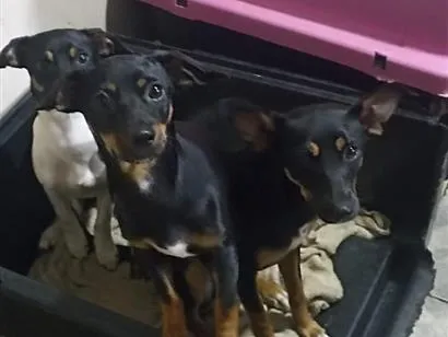 Cachorro raça Pinscher idade 7 a 11 meses nome Lola . Nabi.  Vick
