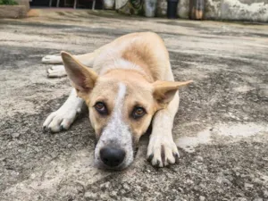 Cachorro raça SRD-ViraLata idade 7 a 11 meses nome Cachorrinho Dócil