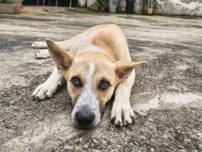Cachorro raça SRD-ViraLata idade 7 a 11 meses nome Cachorrinho Dócil