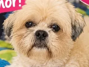 Cachorro raça Shitzu idade 4 anos nome Bob