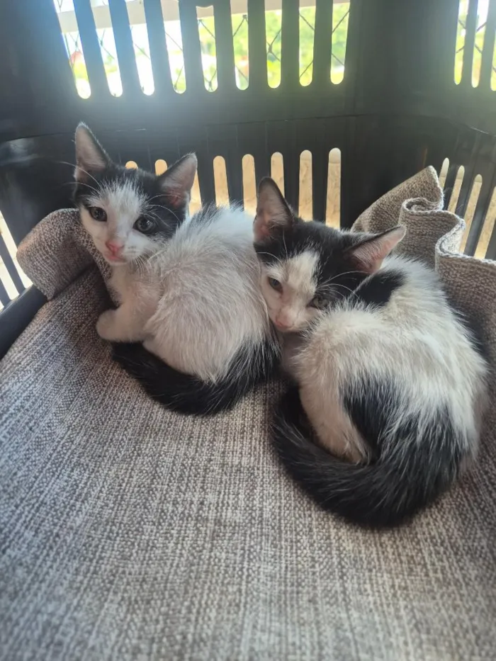 Gato raça SRD-ViraLata idade Abaixo de 2 meses nome theo e tom