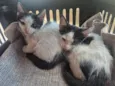theo e tom