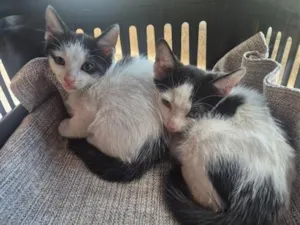Gato raça SRD-ViraLata idade Abaixo de 2 meses nome theo e tom