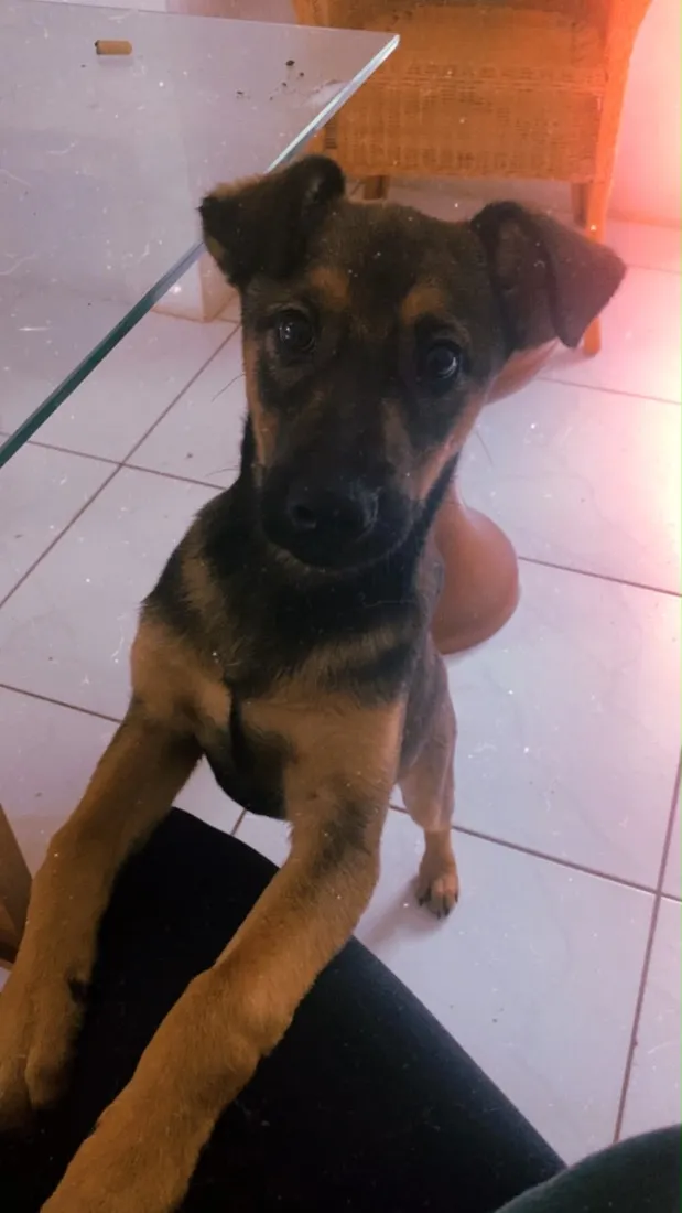 Cachorro raça SRD-ViraLata idade 7 a 11 meses nome Nick