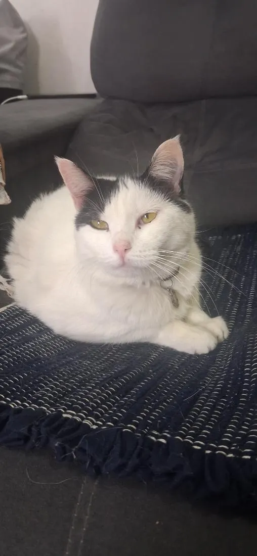 Gato raça SRD-ViraLata idade 1 ano nome Mitche