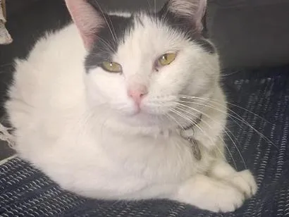 Gato raça SRD-ViraLata idade 1 ano nome Mitche