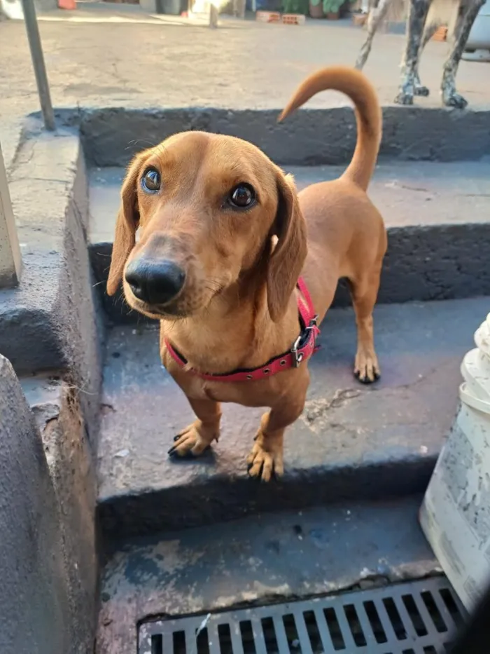 Cachorro raça Basset-Cofap idade 3 anos nome Spike