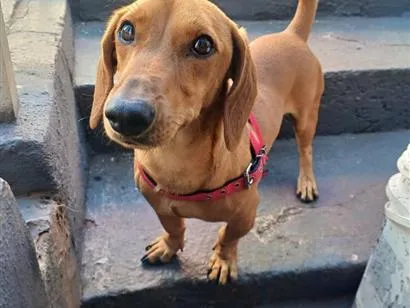 Cachorro raça Basset-Cofap idade 3 anos nome Spike
