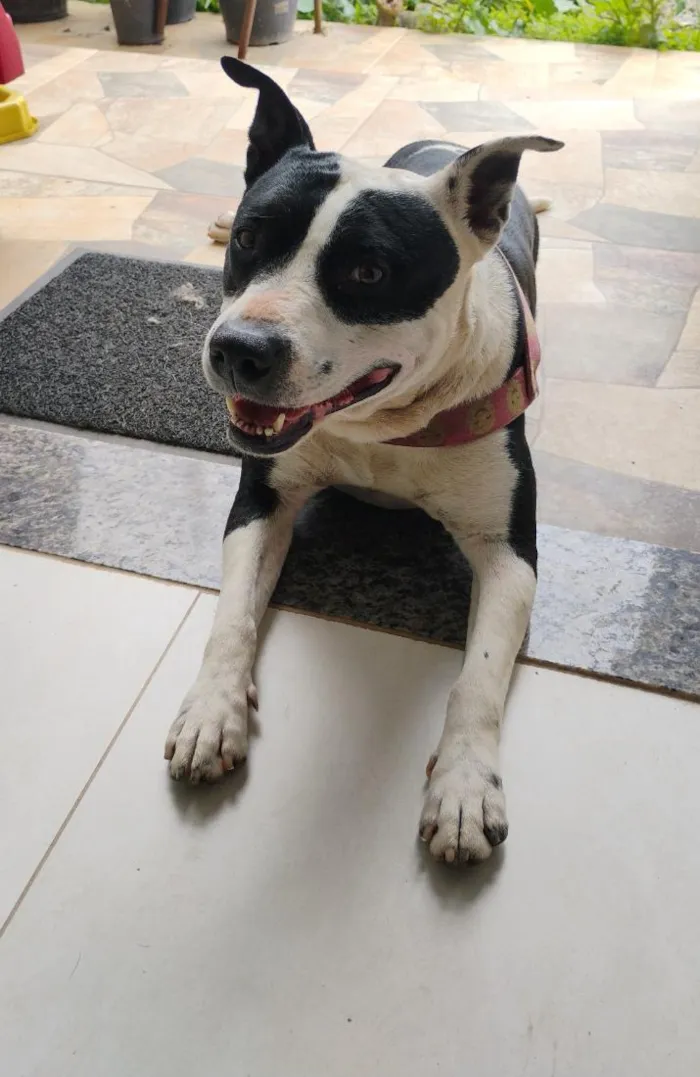 Cachorro raça Pit-Bull idade 3 anos nome Pintada