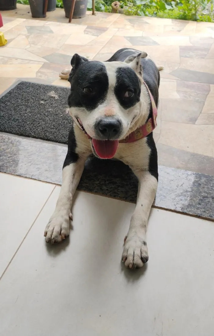 Cachorro raça Pit-Bull idade 3 anos nome Pintada