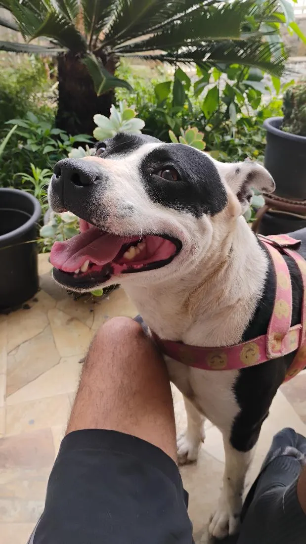 Cachorro raça Pit-Bull idade 3 anos nome Pintada