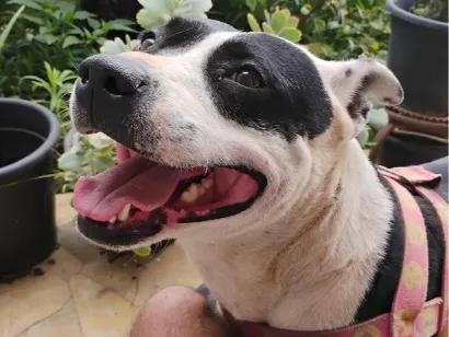 Cachorro raça Pit-Bull idade 3 anos nome Pintada