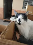RODOLPHO
