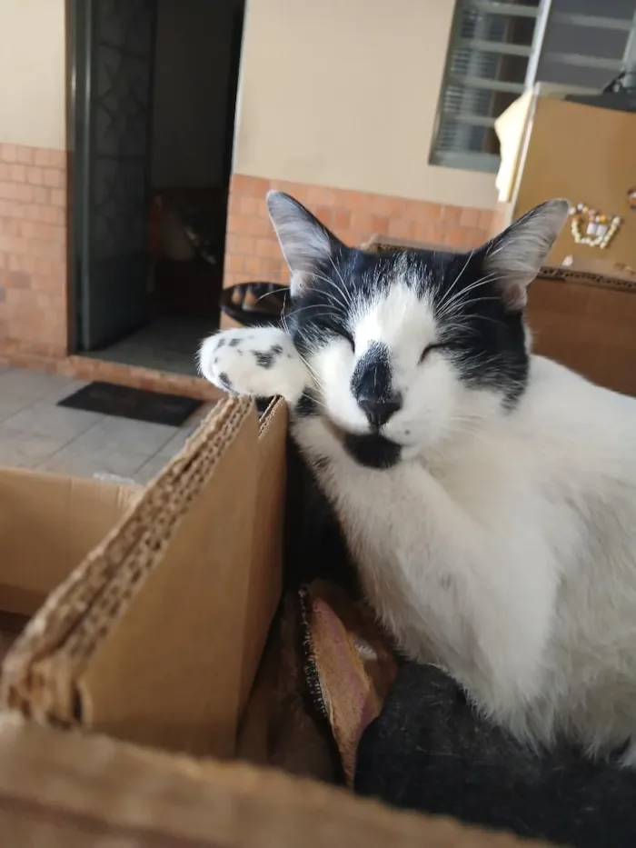 Gato raça SRD-ViraLata idade 2 anos nome RODOLPHO