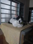 RODOLPHO