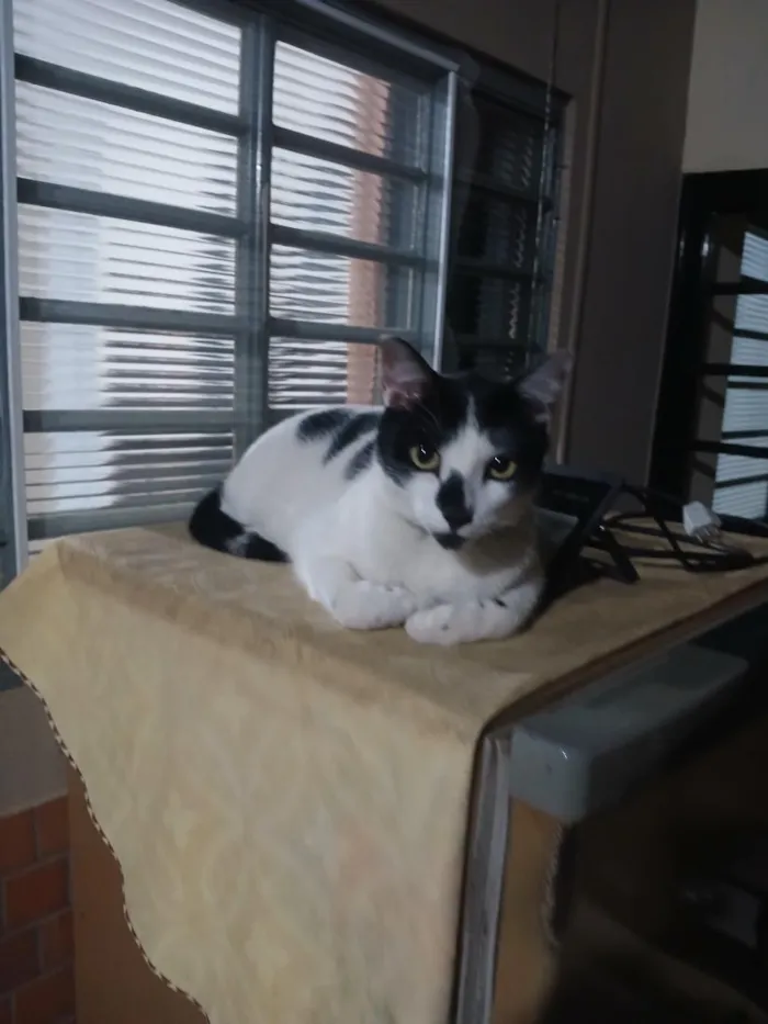Gato raça SRD-ViraLata idade 2 anos nome RODOLPHO