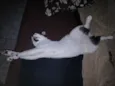 RODOLPHO