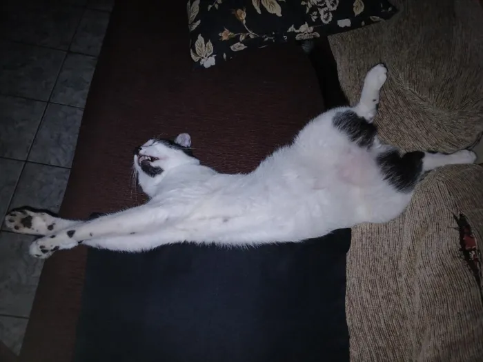 Gato raça SRD-ViraLata idade 2 anos nome RODOLPHO