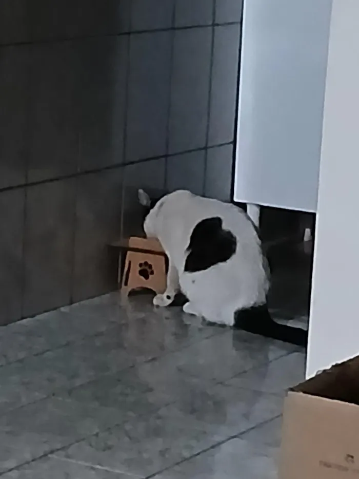 Gato raça SRD-ViraLata idade 2 anos nome RODOLPHO