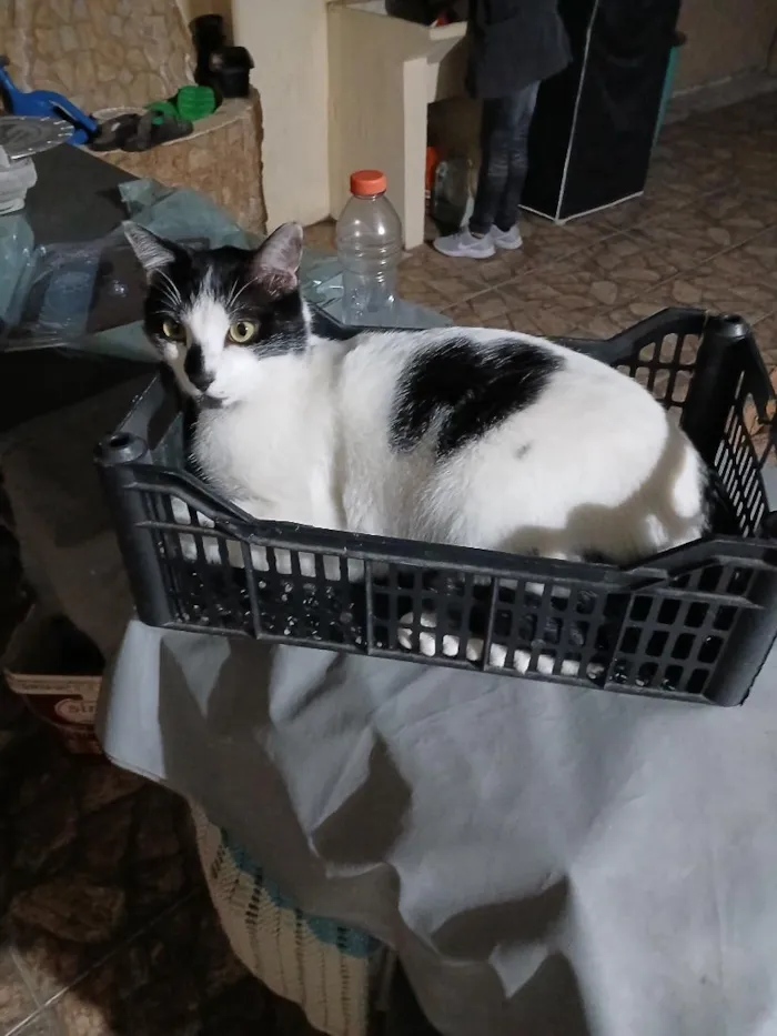 Gato raça SRD-ViraLata idade 2 anos nome RODOLPHO