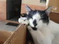 RODOLPHO