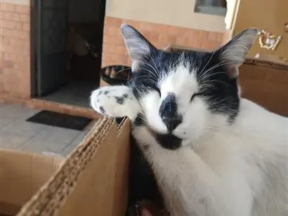 Gato raça SRD-ViraLata idade 2 anos nome RODOLPHO