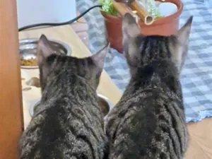 Gato raça SRD-ViraLata idade 2 a 6 meses nome Dengo e Xodó 