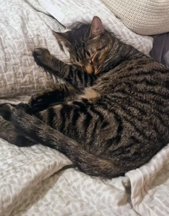 Gato raça SRD-ViraLata idade 2 a 6 meses nome Dengo e Xodó 