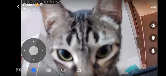 Gato raça SRD-ViraLata idade 2 a 6 meses nome Dengo e Xodó 
