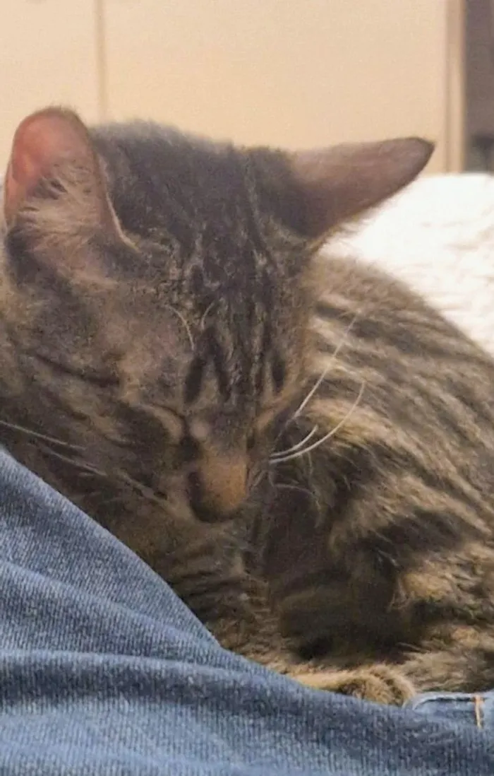 Gato raça SRD-ViraLata idade 2 a 6 meses nome Dengo e Xodó 