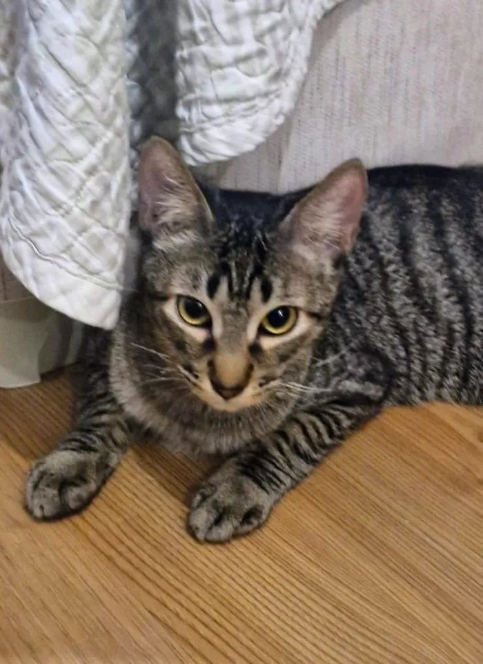 Gato raça SRD-ViraLata idade 2 a 6 meses nome Dengo e Xodó 