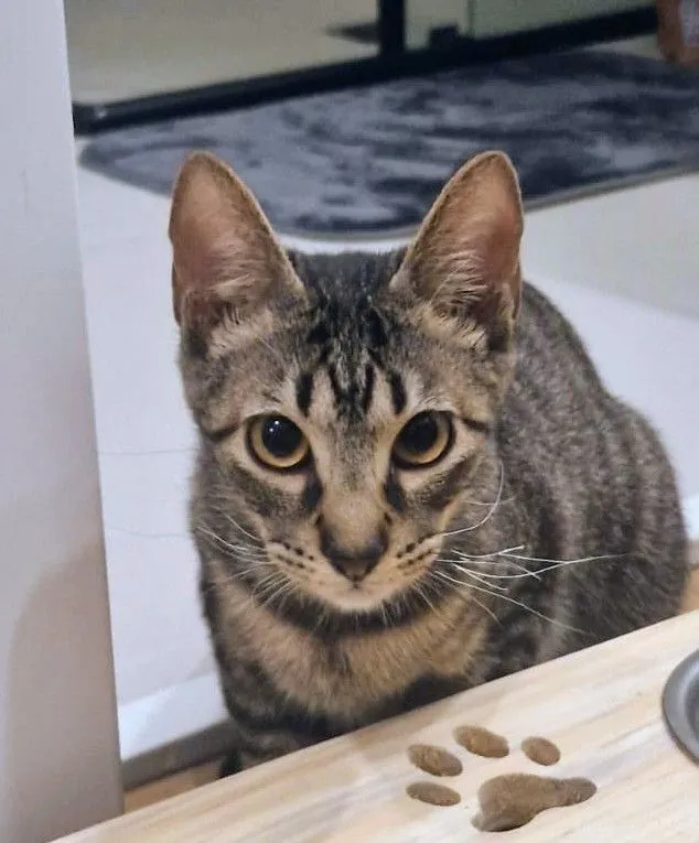 Gato raça SRD-ViraLata idade 2 a 6 meses nome Dengo e Xodó 
