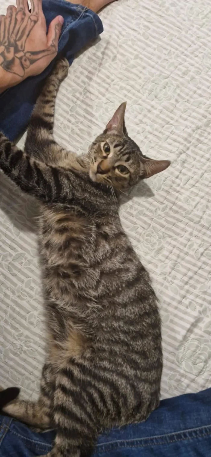 Gato raça SRD-ViraLata idade 2 a 6 meses nome Dengo e Xodó 