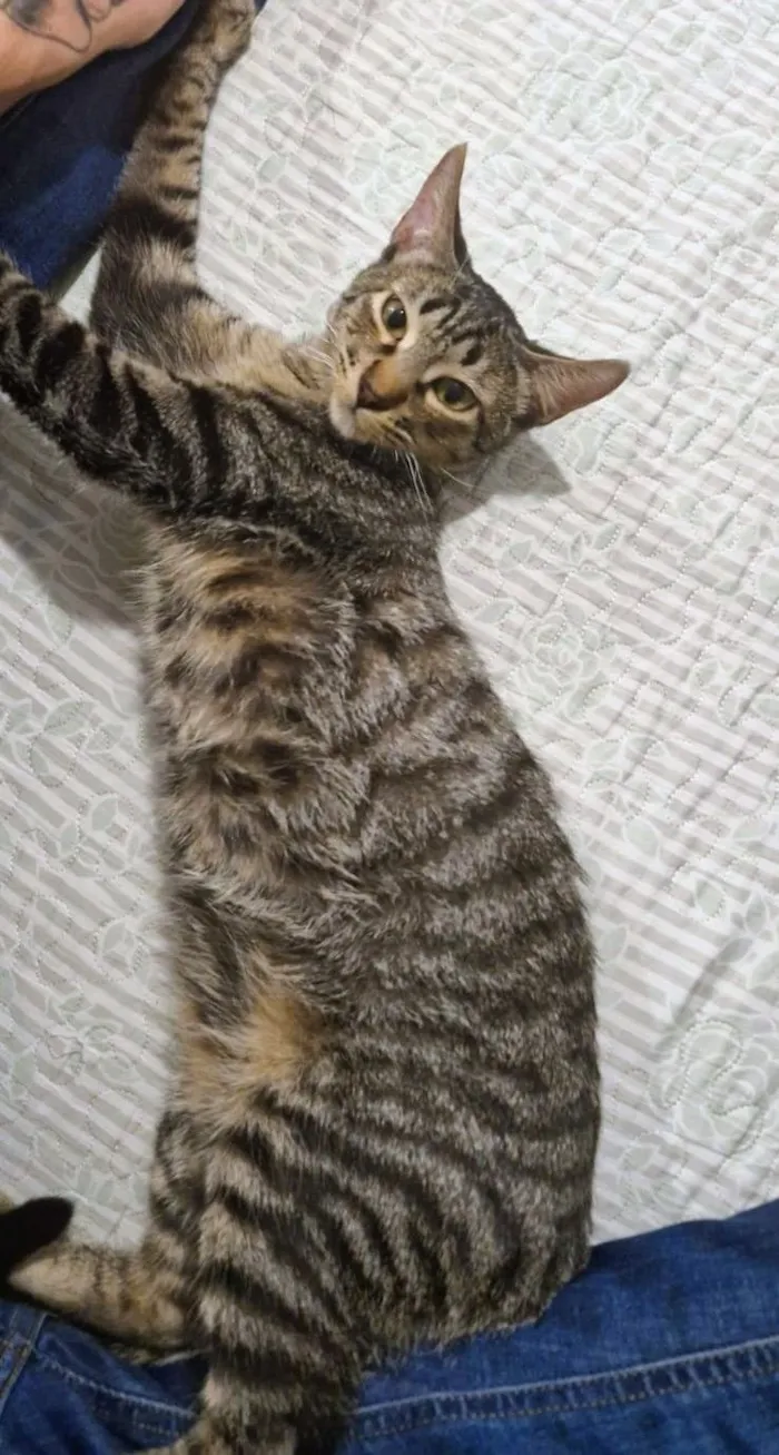 Gato raça SRD-ViraLata idade 2 a 6 meses nome Dengo e Xodó 