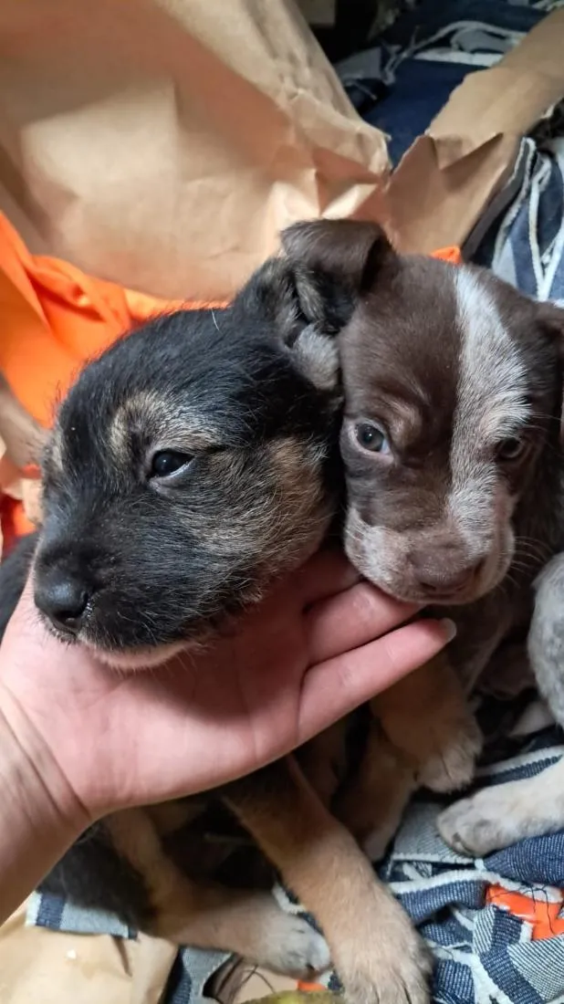 Cachorro raça SRD-ViraLata idade 2 a 6 meses nome Pandora e o outro bobby