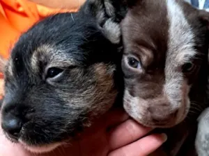 Cachorro raça SRD-ViraLata idade 2 a 6 meses nome Pandora e o outro bobby