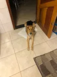 Caramelo