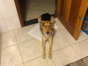 Cachorro raça Pastor Alemão idade 3 anos nome Caramelo