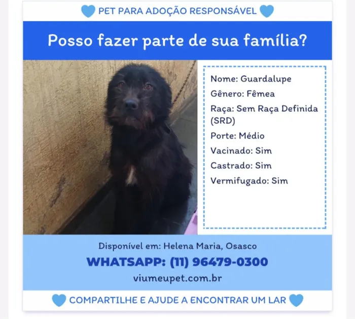 Cachorro raça SRD-ViraLata idade 1 ano nome Guadalupe