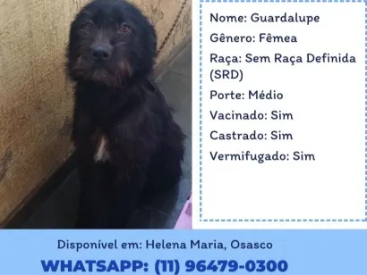 Cachorro raça SRD-ViraLata idade 1 ano nome Guadalupe