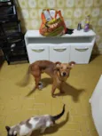 sem nome ainda