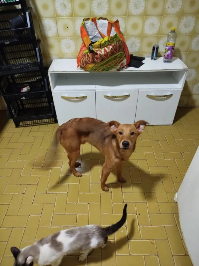 Cachorro raça SRD-ViraLata idade 7 a 11 meses nome sem nome ainda