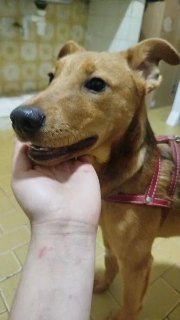 Cachorro raça SRD-ViraLata idade 7 a 11 meses nome sem nome ainda
