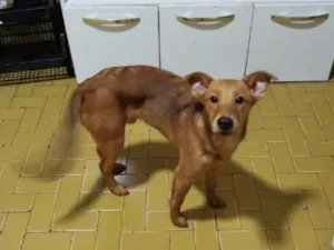 Cachorro raça SRD-ViraLata idade 7 a 11 meses nome sem nome ainda