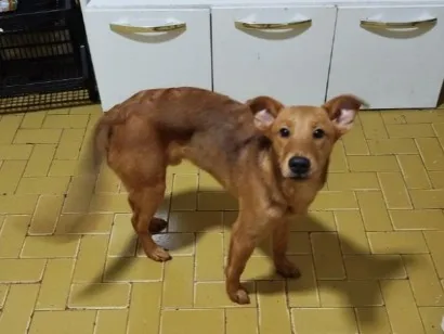 Cachorro raça SRD-ViraLata idade 7 a 11 meses nome sem nome ainda