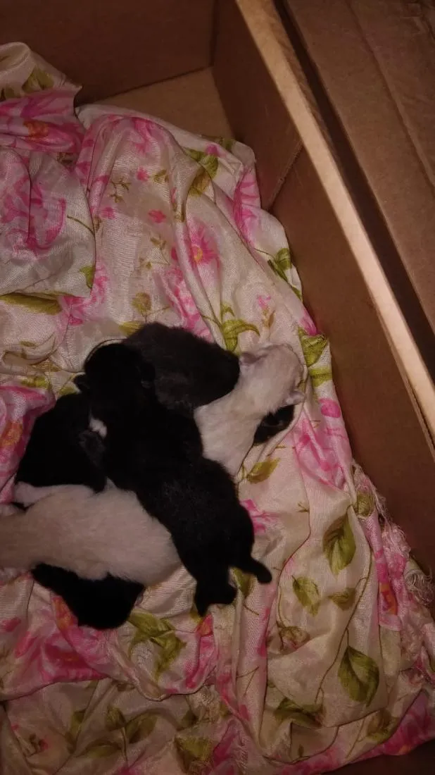 Gato raça SRD-ViraLata idade Abaixo de 2 meses nome nao tem acabaram  de nascer