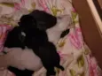 nao tem acabaram  de nascer