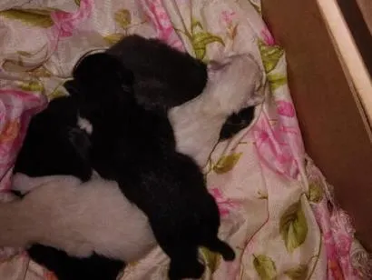 Gato raça SRD-ViraLata idade Abaixo de 2 meses nome nao tem acabaram  de nascer