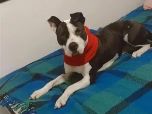 Cachorro raça Pit-Bull idade 3 anos nome Akyra